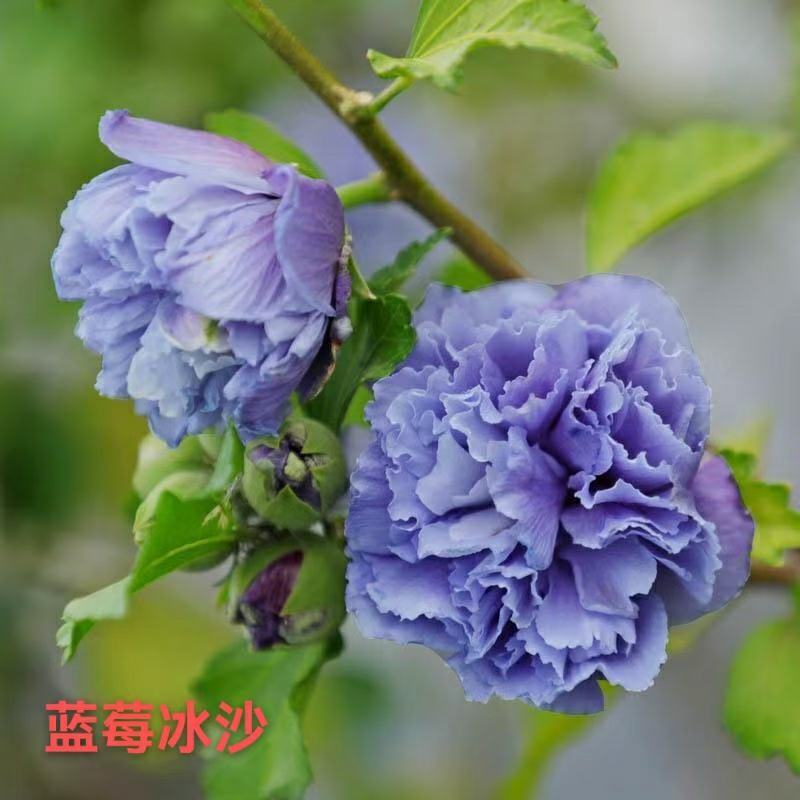 木槿