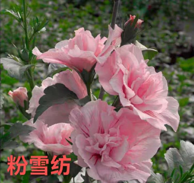 木槿