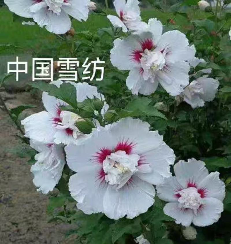 木槿