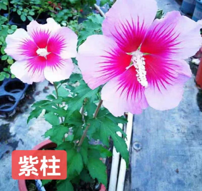 木槿