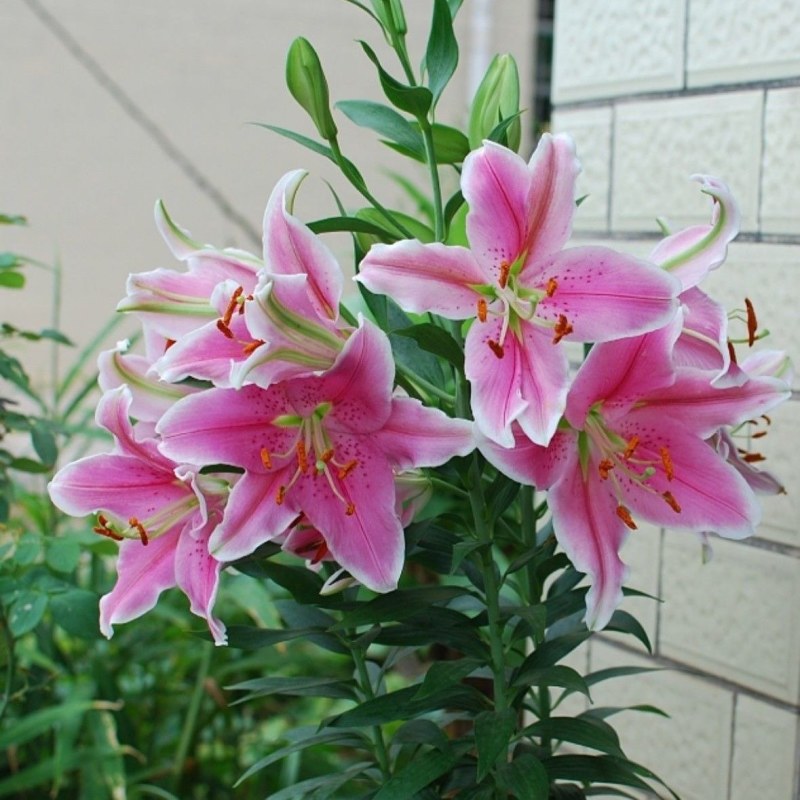 百合花香水百合种球大球带芽多花苞四季开花浓香重瓣进口矮野