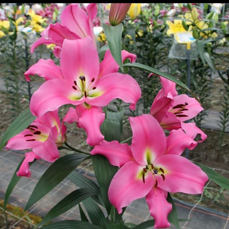 百合花香水百合种球大球带芽多花苞四季开花浓香重瓣进口矮野