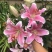百合花香水百合种球大球带芽多花苞四季开花浓香重瓣进口矮野
