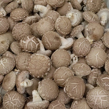 鲜香菇批发