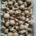 鲜香菇批发