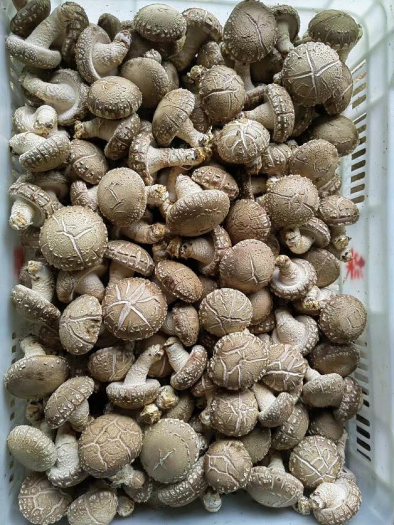 鲜香菇批发