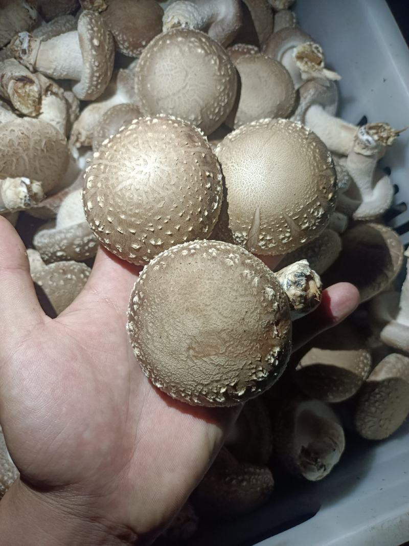 鲜香菇批发