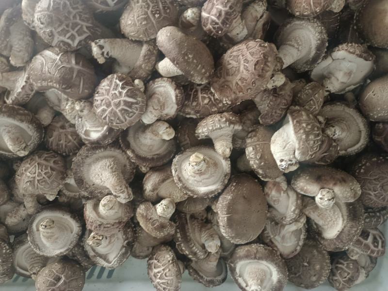 鲜香菇批发