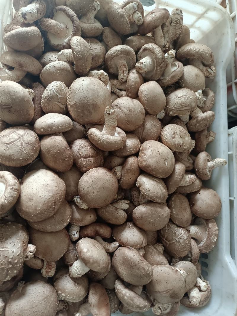 鲜香菇批发