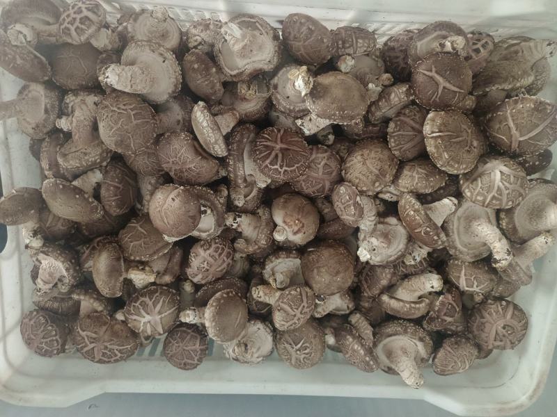 鲜香菇批发