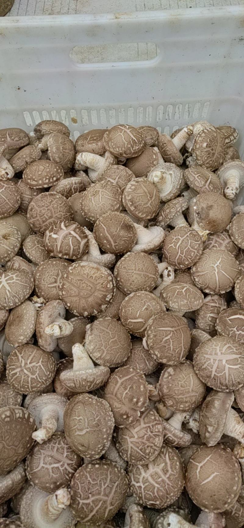 鲜香菇批发
