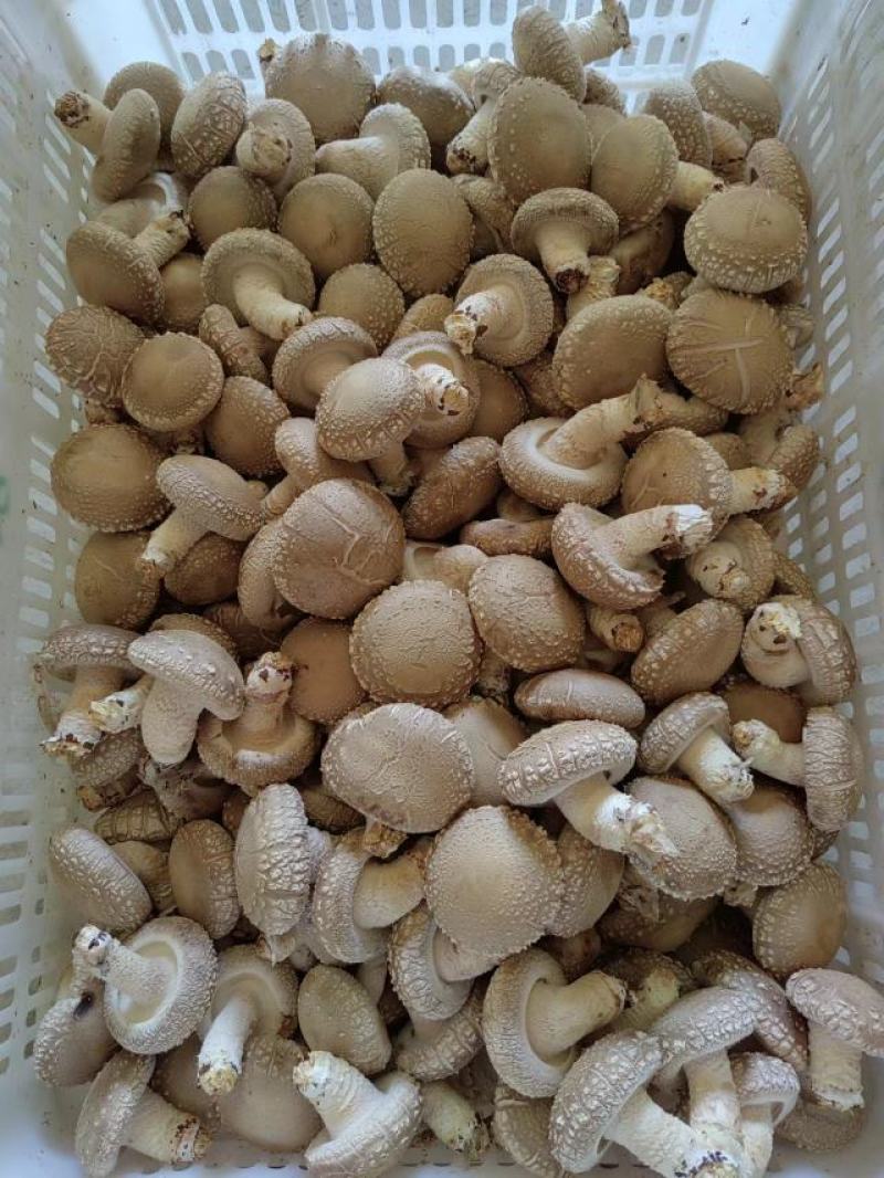 鲜香菇批发