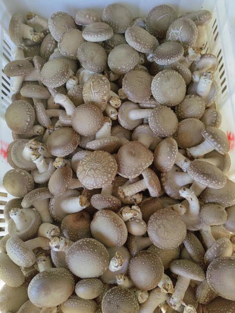鲜香菇批发