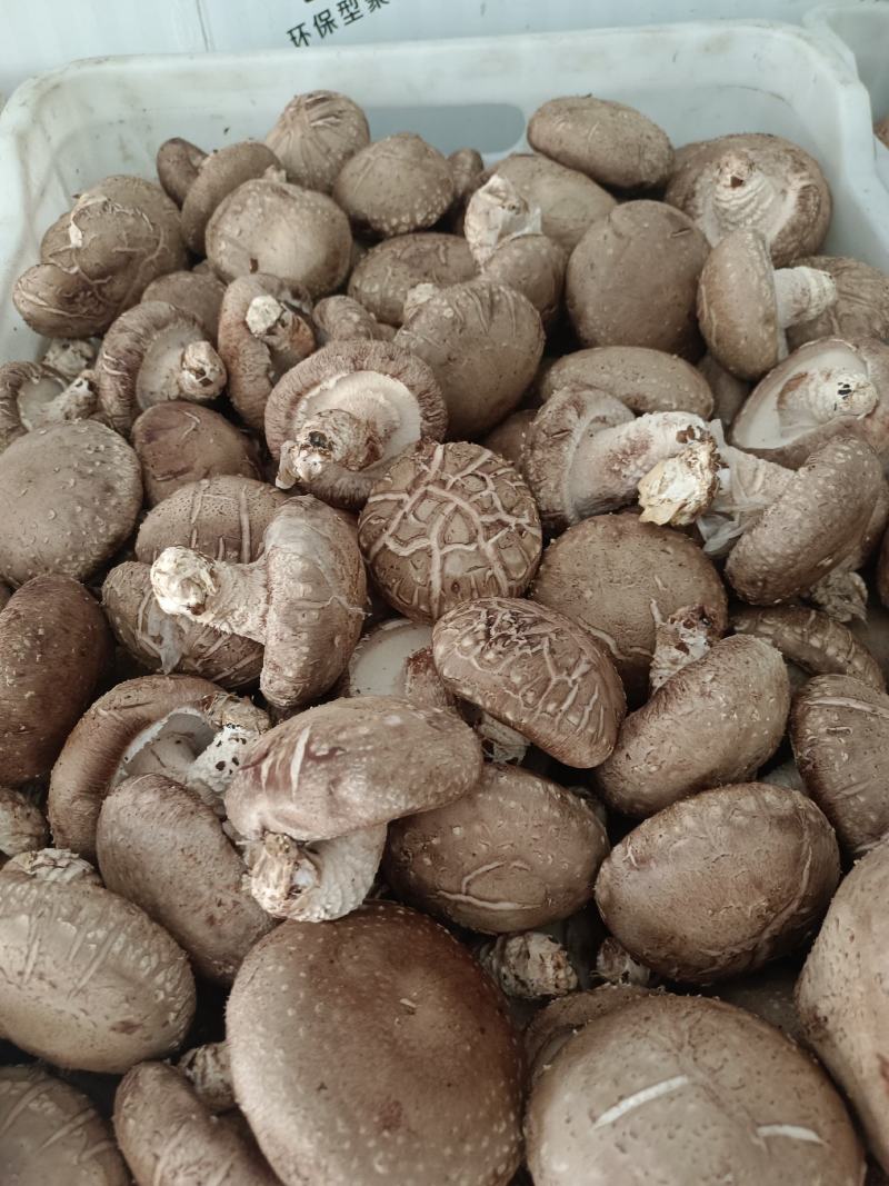 鲜香菇批发