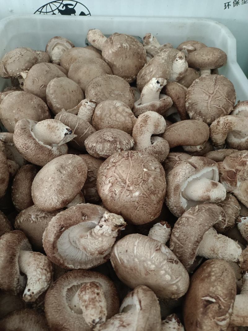 鲜香菇批发
