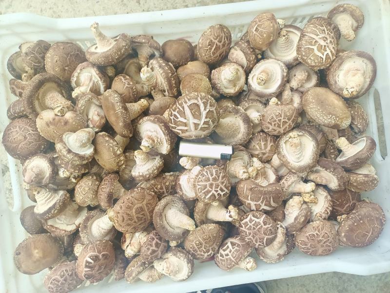 鲜香菇批发