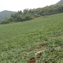 露天西瓜，味道好