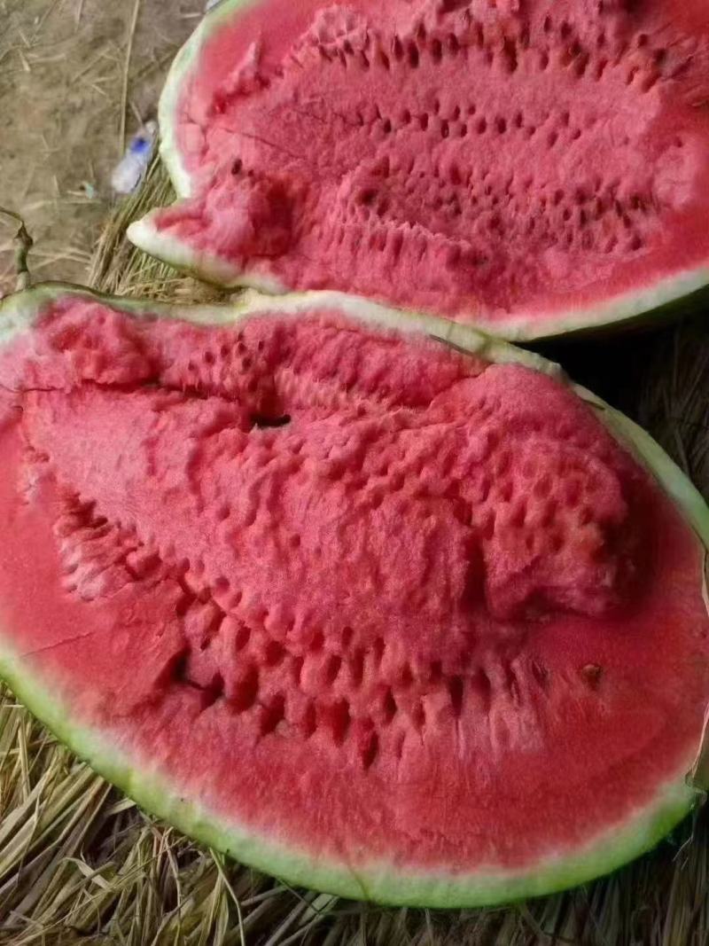 宁夏硒砂瓜个大甜度高包熟包甜一手货源可视频看货欢迎订购