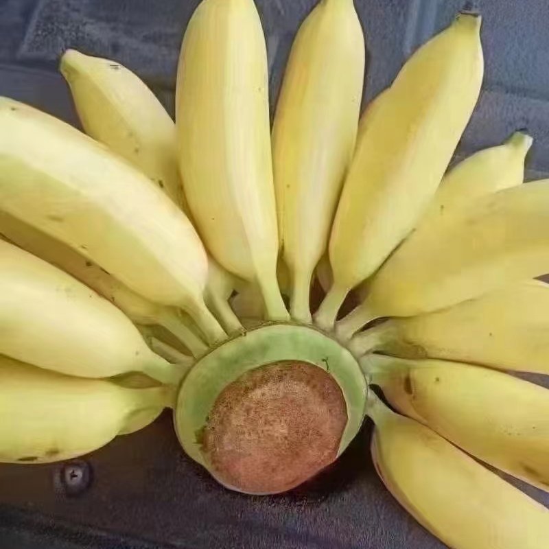 香蕉