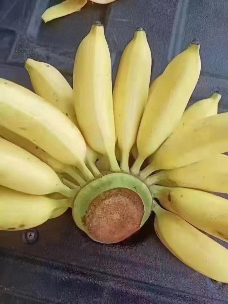 香蕉