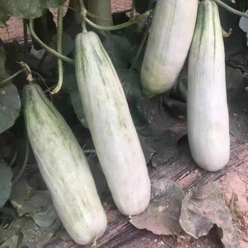 羊角蜜瓜