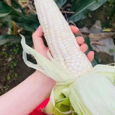 两色玉米