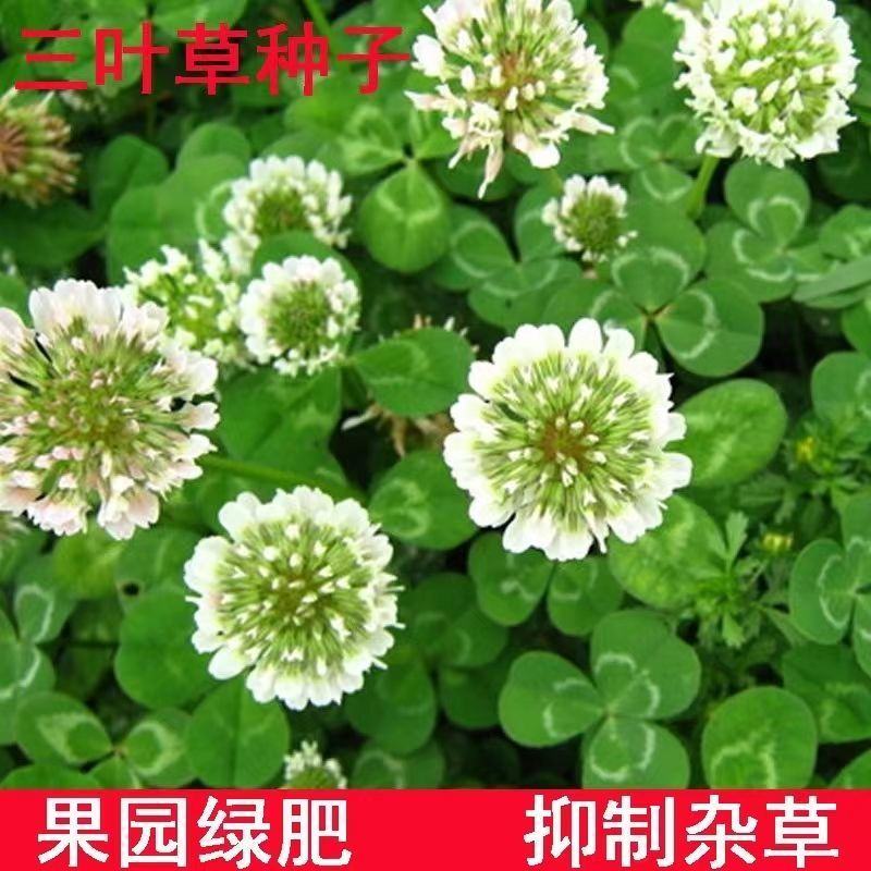 白三叶草坪草籽，四季常青庭院绿化地毯草种子草皮籽草坪种子