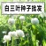 白三叶草坪草籽，四季常青庭院绿化地毯草种子草皮籽草坪种子