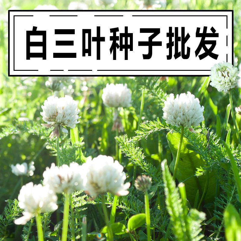 白三叶草坪草籽，四季常青庭院绿化地毯草种子草皮籽草坪种子