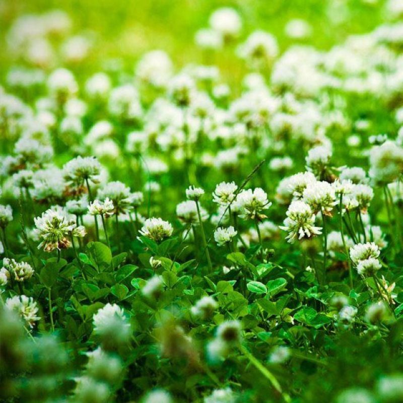 白三叶草坪草籽，四季常青庭院绿化地毯草种子草皮籽草坪种子