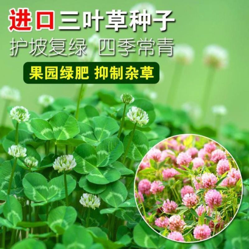 白三叶草坪草籽，四季常青庭院绿化地毯草种子草皮籽草坪种子
