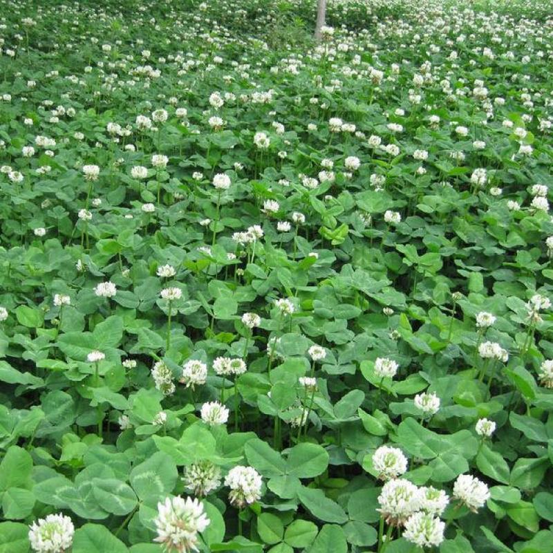 白三叶草坪草籽，四季常青庭院绿化地毯草种子草皮籽草坪种子
