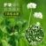 白三叶草坪草籽，四季常青庭院绿化地毯草种子草皮籽草坪种子