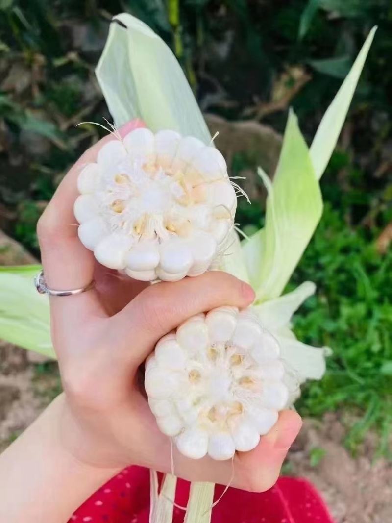 两色玉米