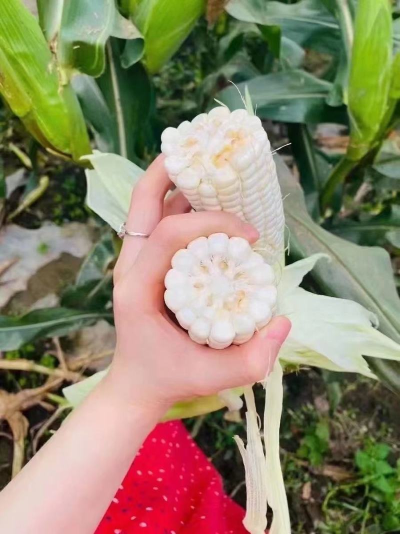 两色玉米