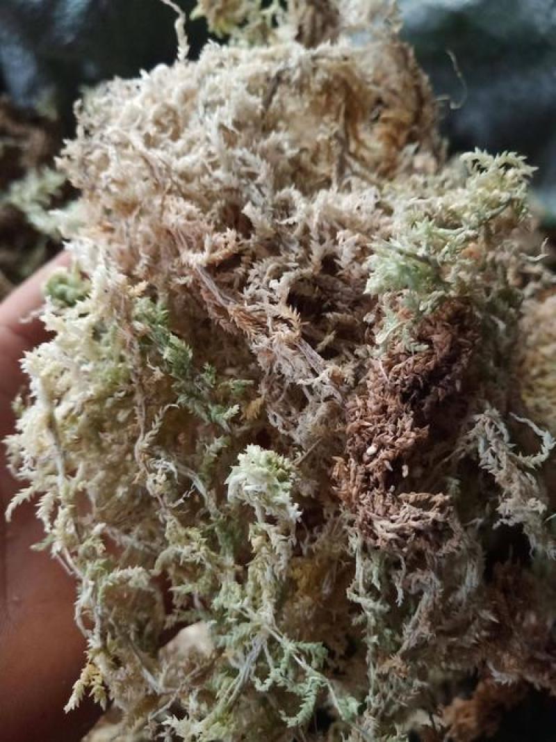 海花草，水苔