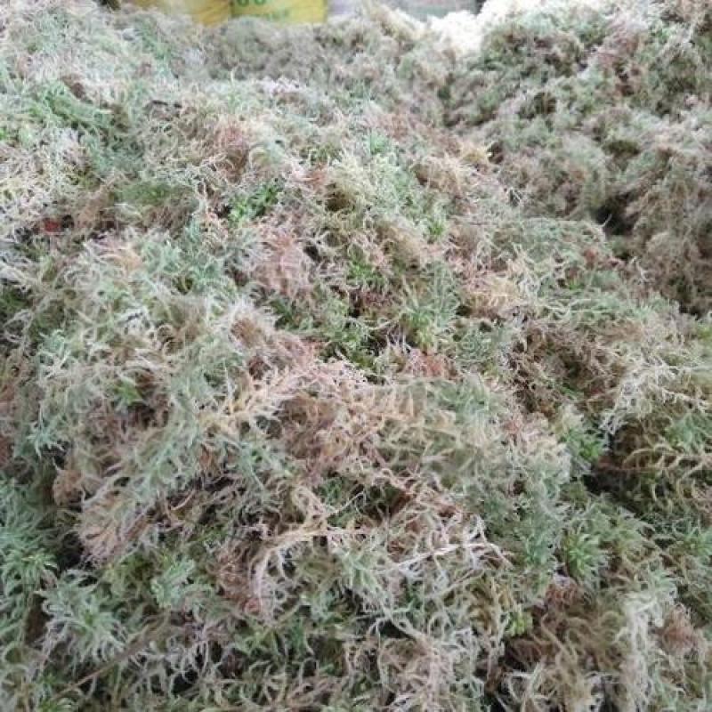 海花草，水苔