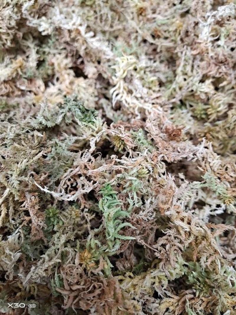 海花草，水苔