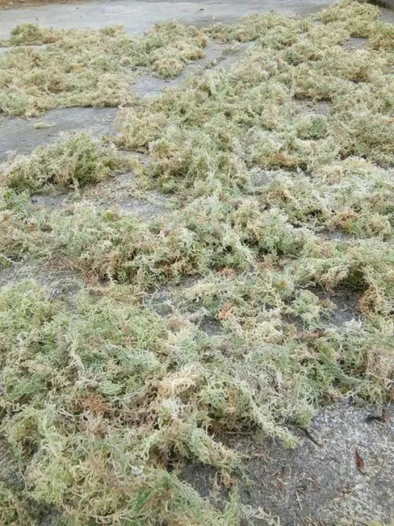海花草，水苔