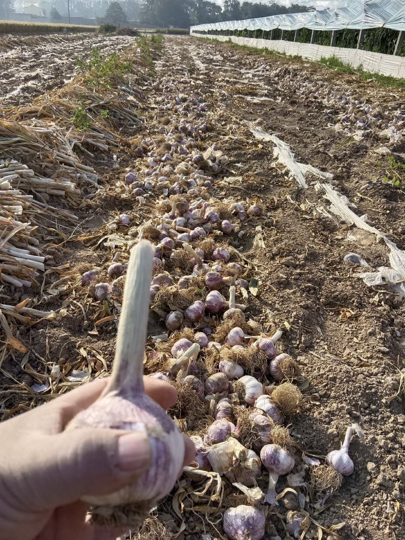 河南，大蒜，质量保证，价格不高
