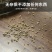芹菜籽新货芹菜籽可打粉量大从优产地直销欢迎采购