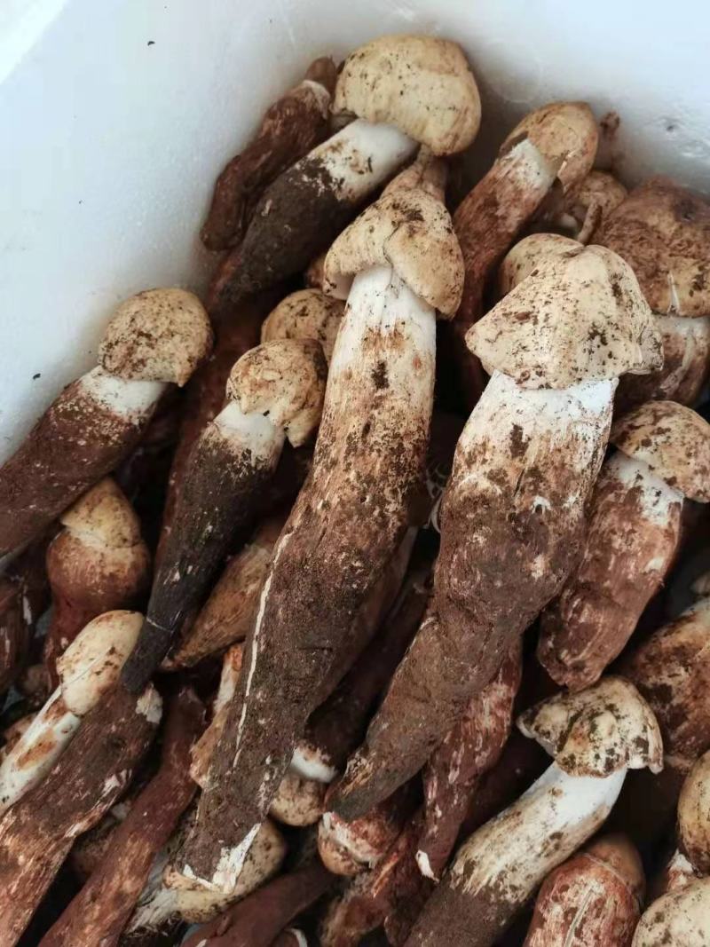 新鲜鸡枞菌营养丰富大量现货全国发货价格优惠