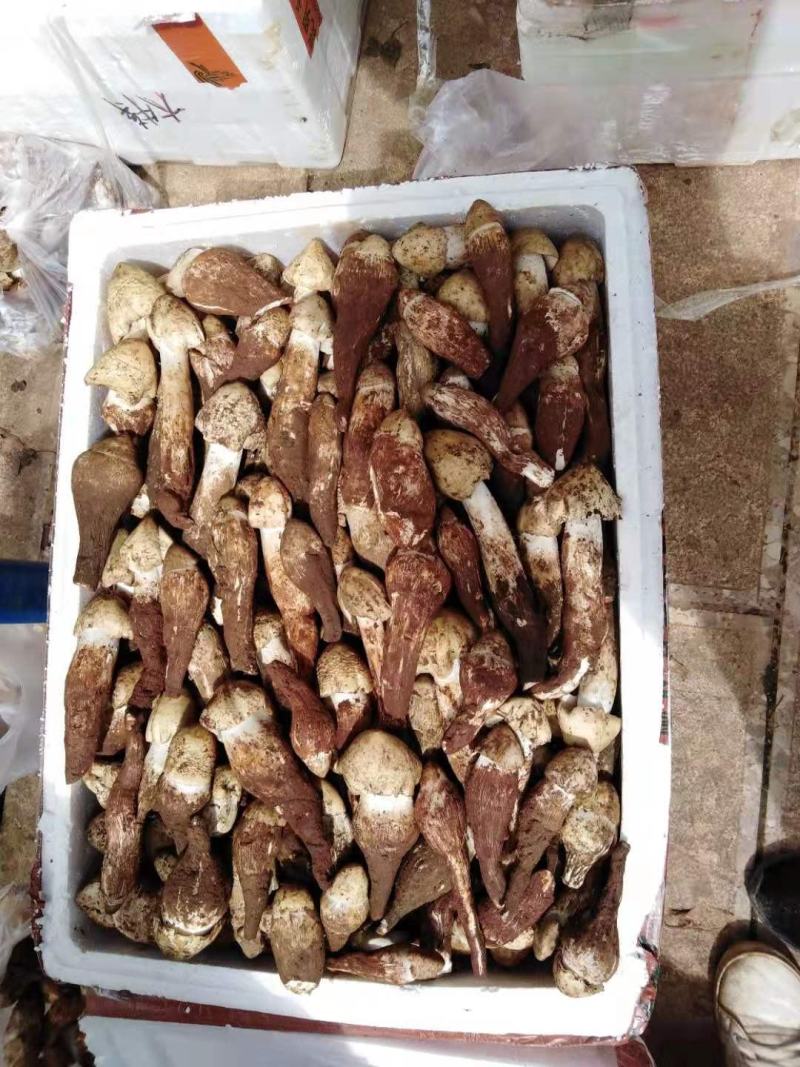 新鲜鸡枞菌营养丰富大量现货全国发货价格优惠