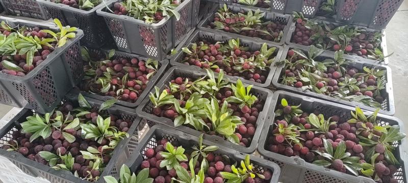 杨梅东魁杨梅台州杨梅黑炭杨梅精品高端罐头厂杨梅干