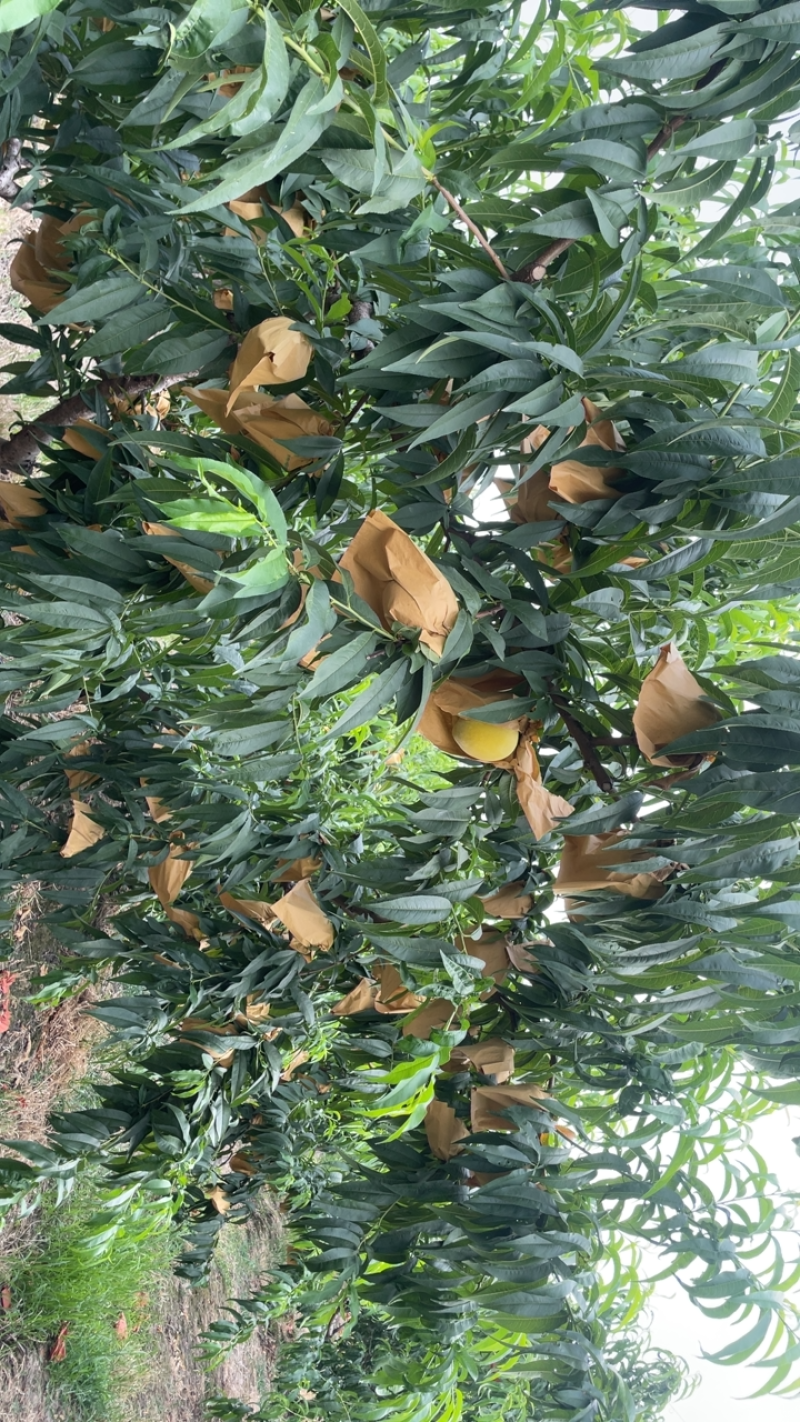 黄玫瑰（黄桃）上市