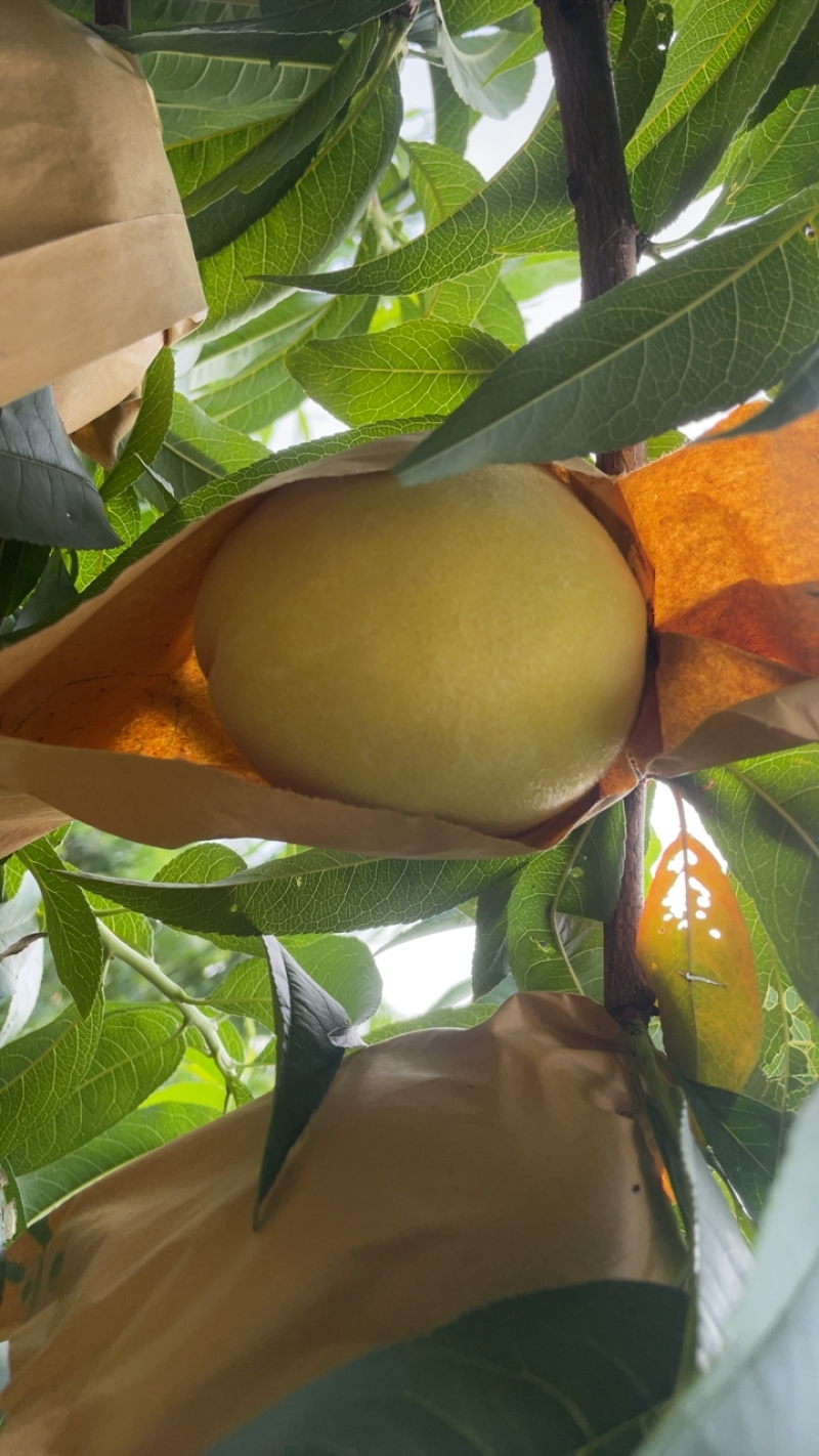 黄玫瑰（黄桃）上市
