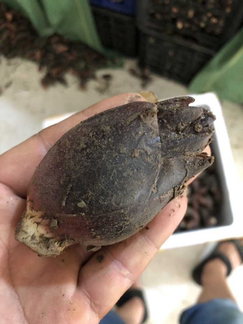 云南文山早熟阳荷洋荷大量上市品种规格齐全