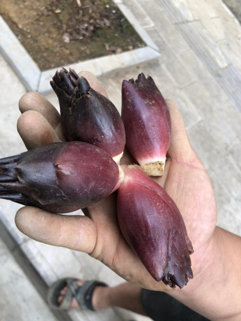 云南文山早熟阳荷洋荷大量上市品种规格齐全
