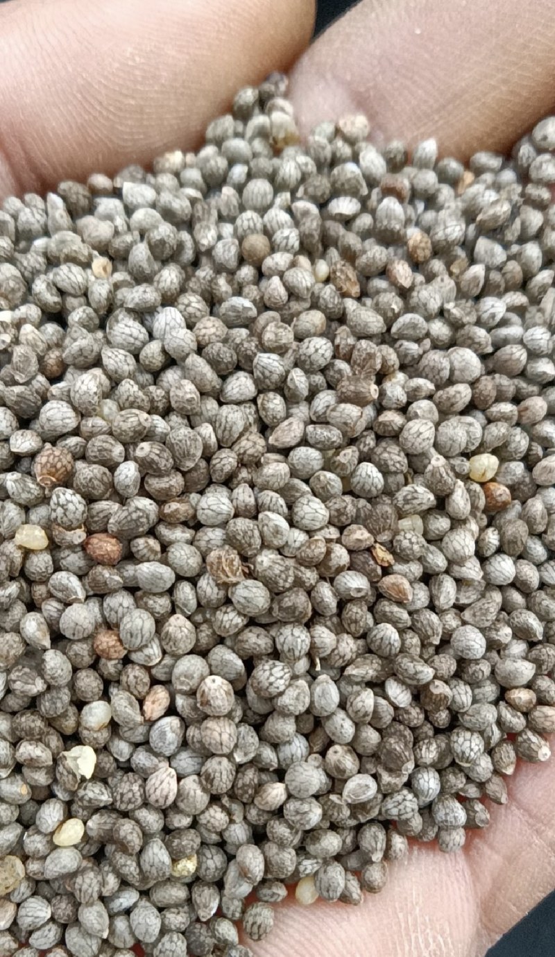 苏子厂家批发白苏子灰苏子紫苏子大白苏子出油45