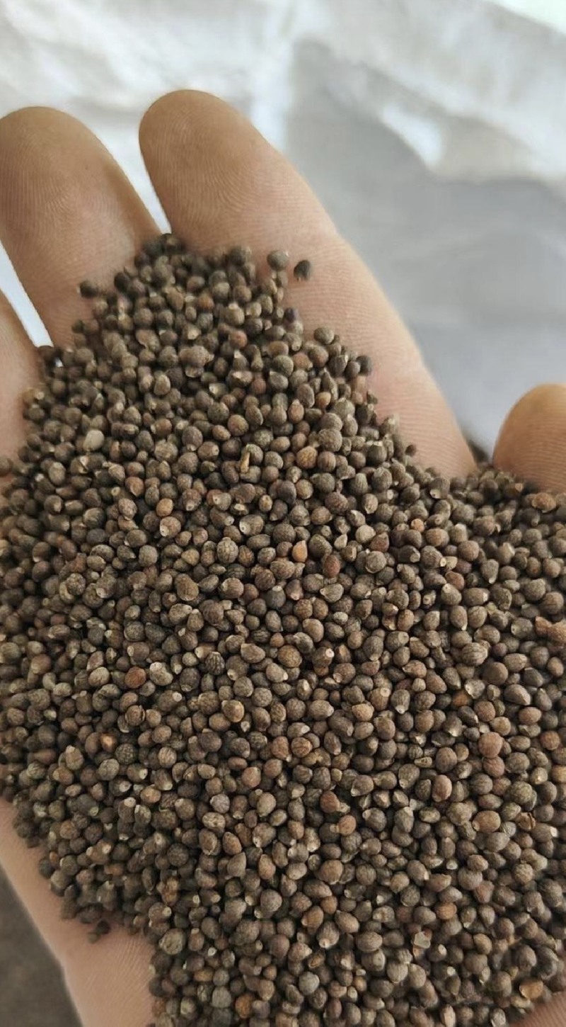 苏子厂家批发白苏子灰苏子紫苏子大白苏子出油45